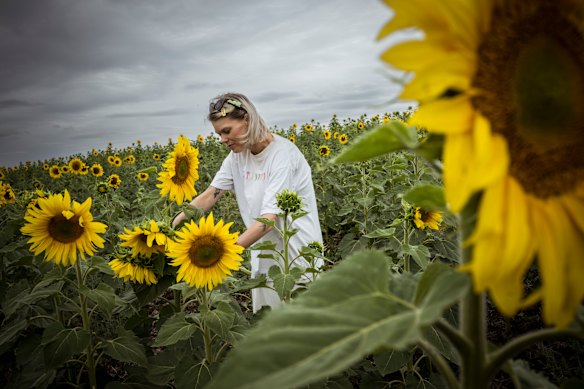 Peaceful day out: Tegan Kohlman, of Ballarat, picks sunflowers.