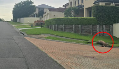 Aussies living in fear after kangaroo massacre in tourist town: 'I've been distraught'