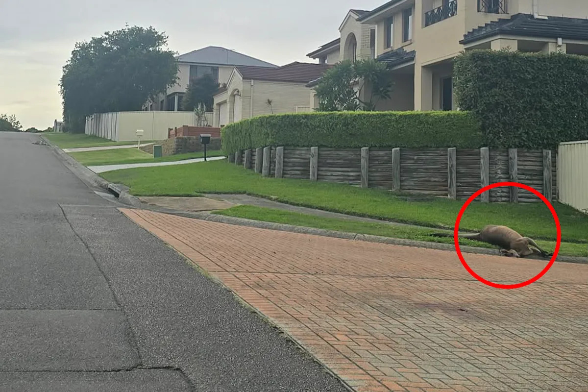 Aussies living in fear after kangaroo massacre in tourist town: 'I've been distraught'