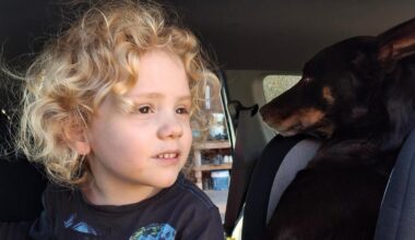 Gus Lamont: Police confirm two members of missing 4yo’s family are not cooperating