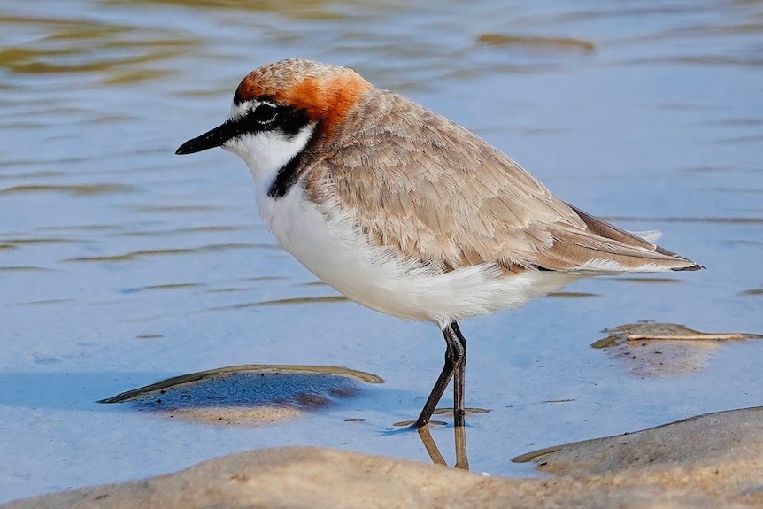 red capped plover near some water