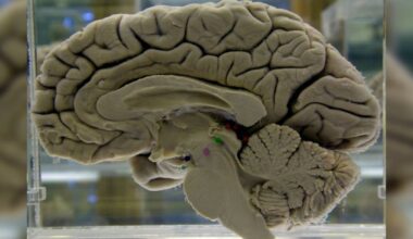 Challenging your brain helps keep it healthy. Here's how to do it, Lifestyle News