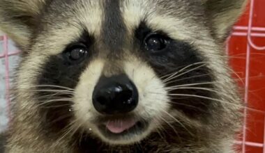 Ban on new pet raccoons, crocodiles to take effect May 1