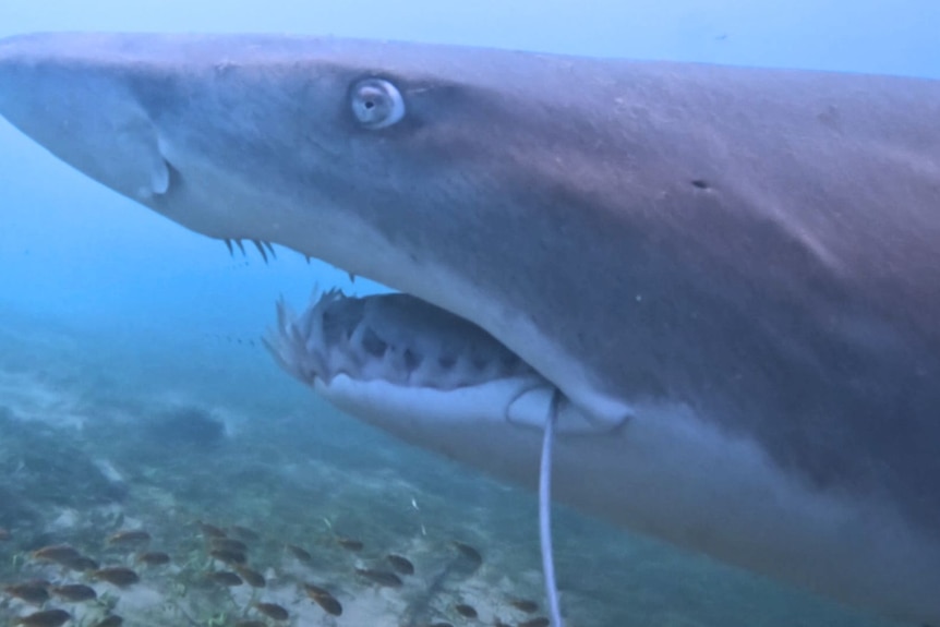 A close-up of a sharp with a fishing hook in the corner of its mouth.