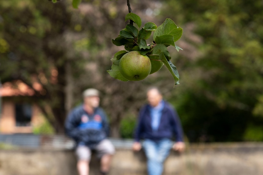 Men sitting behind apple tree, blurred background