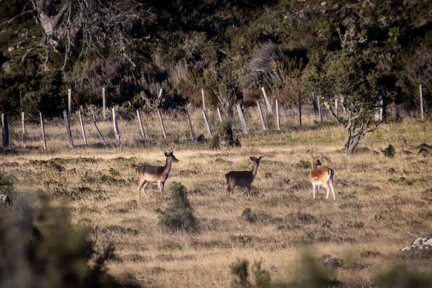 Wild deer standing in a field 