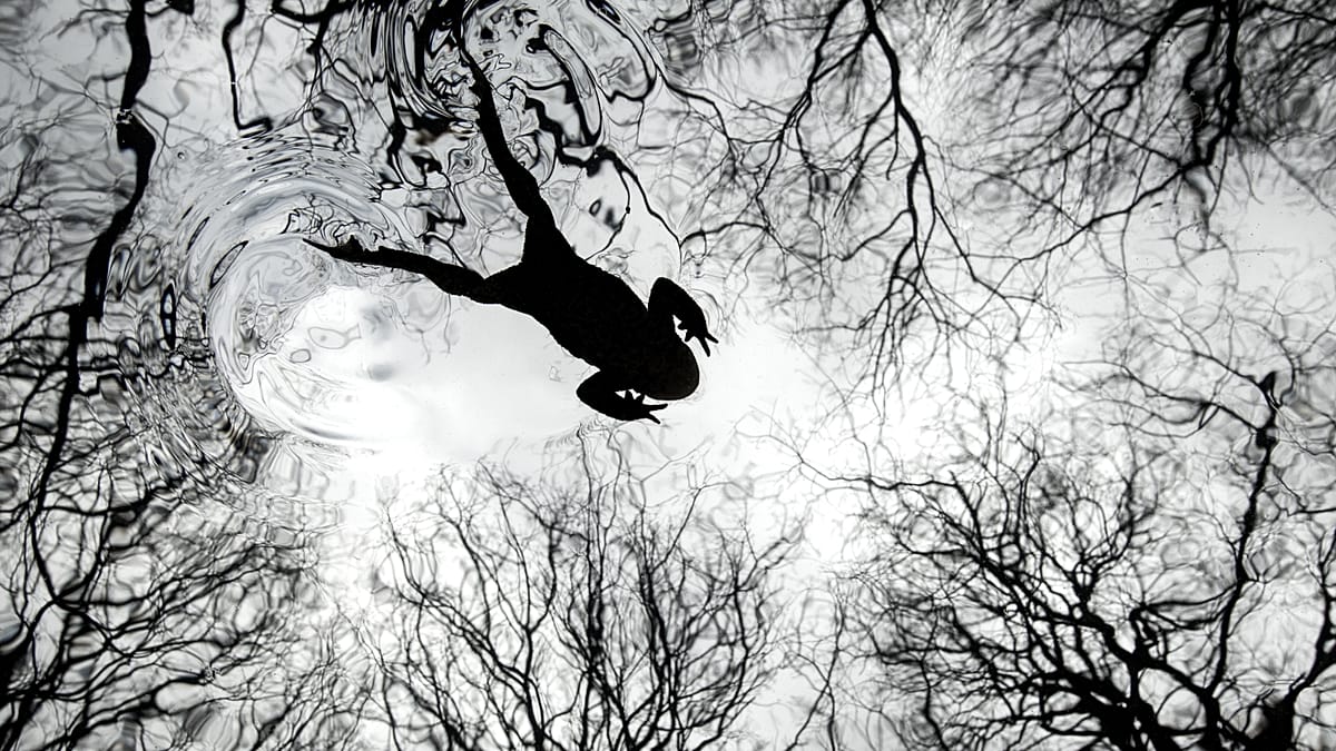 ‘Rarely seen moments’: Winners of the British Wildlife Photography Awards revealed