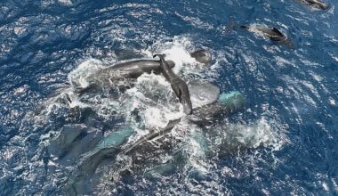 ‘Really special’: Watch as mother, sister and daughter whales unite in supporting newborn calf