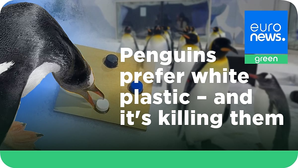 Penguins are ingesting worrying amounts of white plastic. Could switching colours protect them?