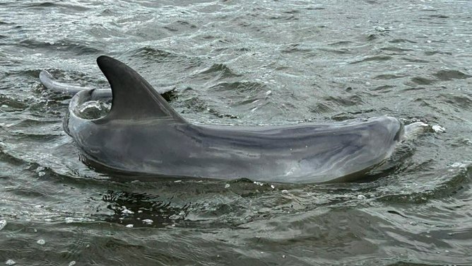Nicky and Naia became stranded at the notorious Goegrup Lake stranding site.
