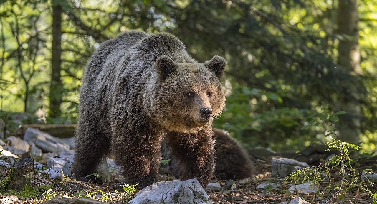 Poland launches scheme to protect bears and their human neighbours