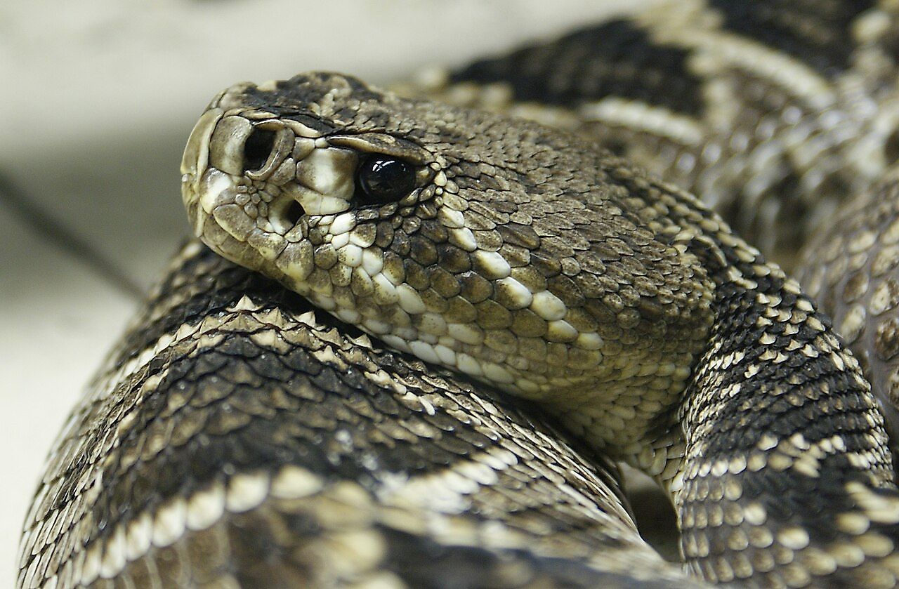 5 Most Rattlesnake-Infested Areas on the Atlantic Coast