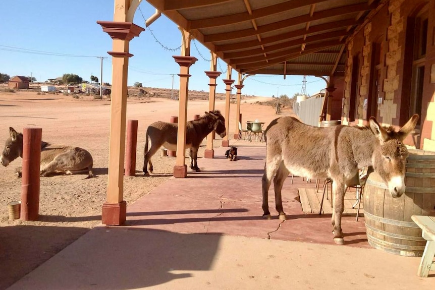 Three donkeys stand out the front of an outback pub