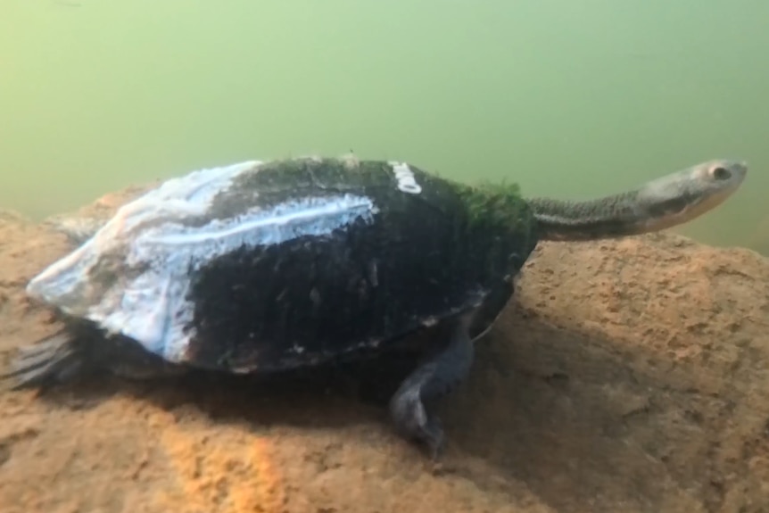 A photo of a dark green turtle walking on a rock underwater.