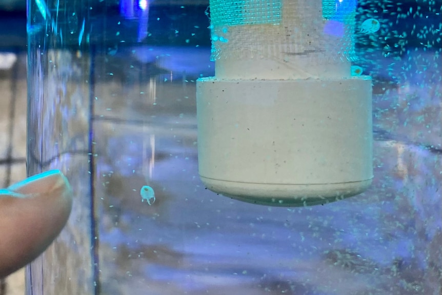 Tiny jellyfish in tank next the tip of a finger