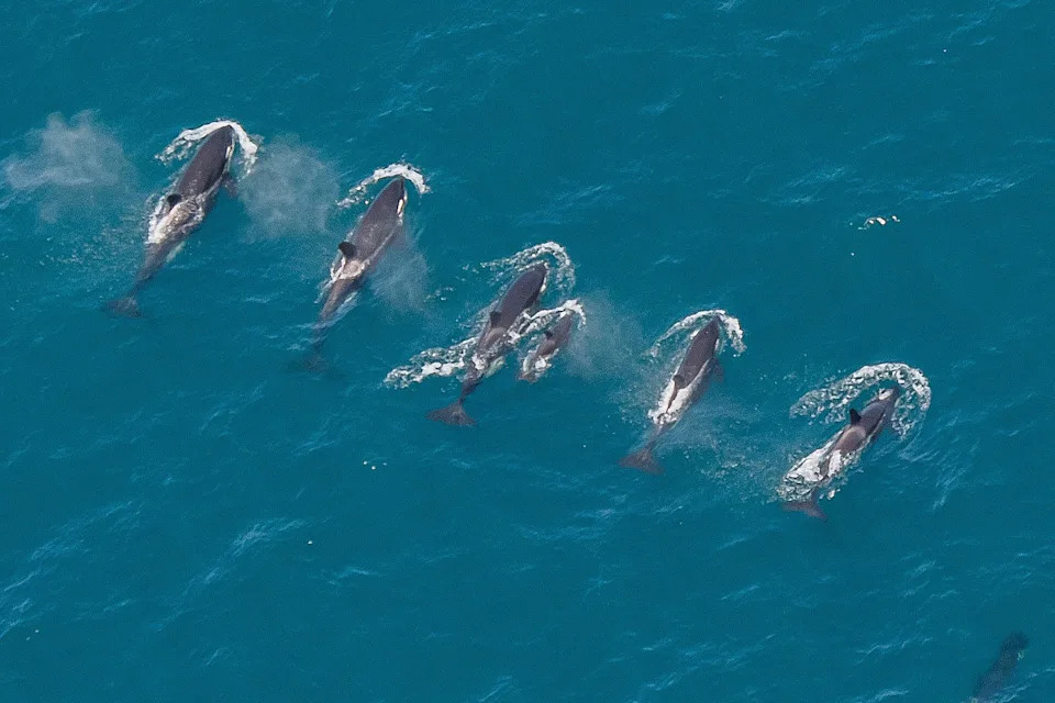 Orcas, or killer whales, are top predators, highly intelligent, and known for their complex social structures. Source: Ningaloo Aviation 