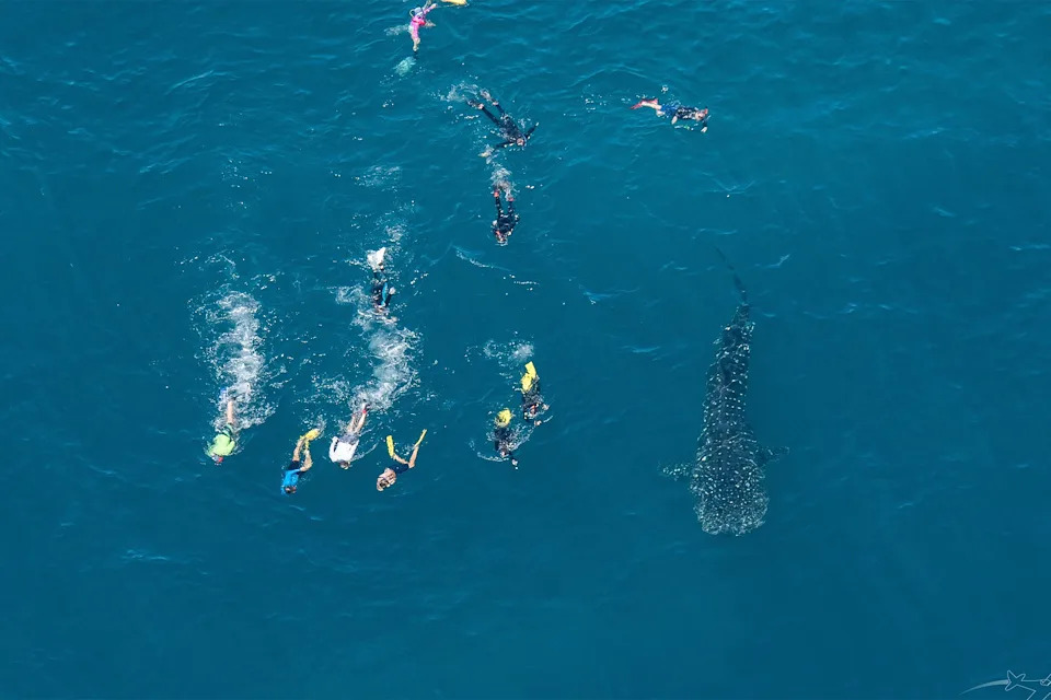 Several tourists swim with a whale shark at the Ningaloo Reef off the Exmouth Coast. 