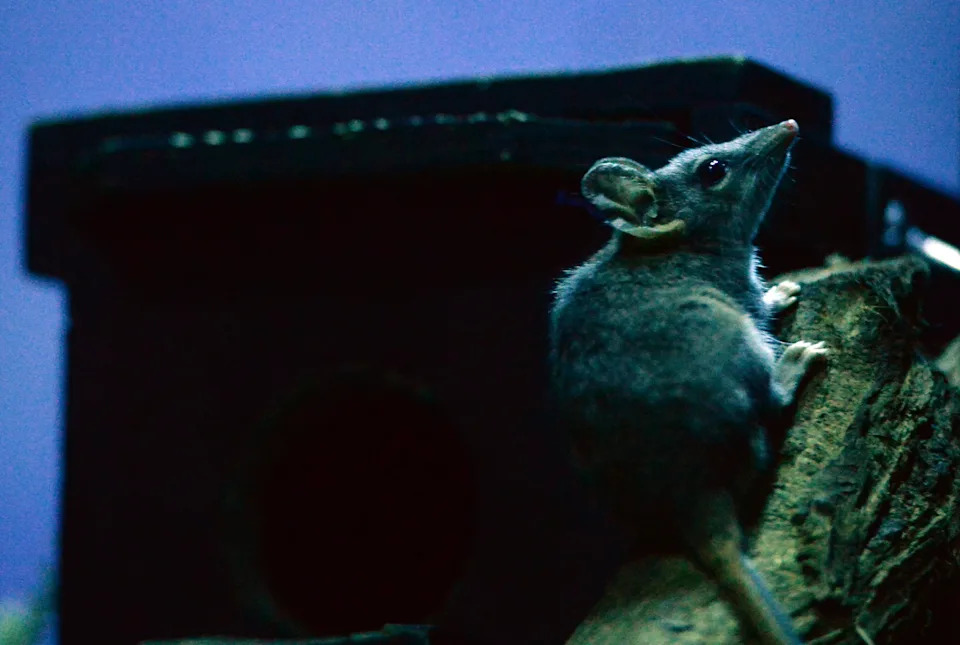 At night, a close-up of a red-tailed phascogale at Taronga Zoo, Australia.