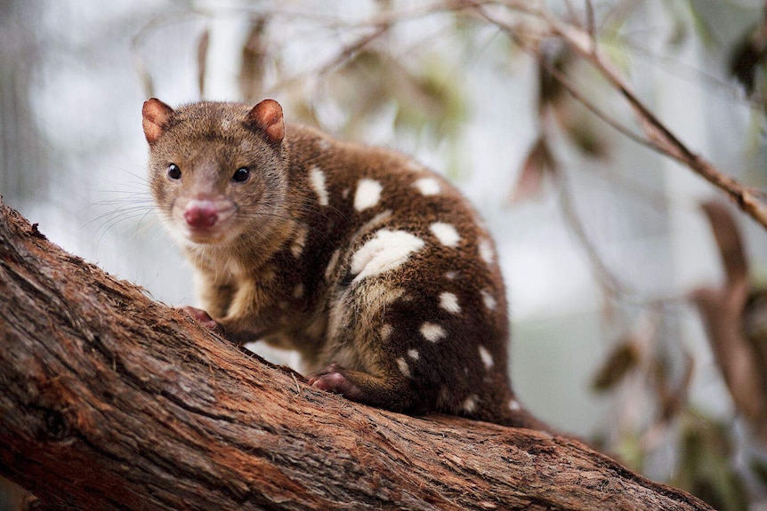 A small animal rests on a branch.