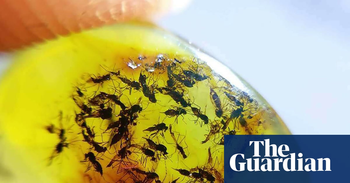 ‘I love midges because I know what their hearts look like’: is the passion for taxonomy in danger of dying out? | Taxonomy