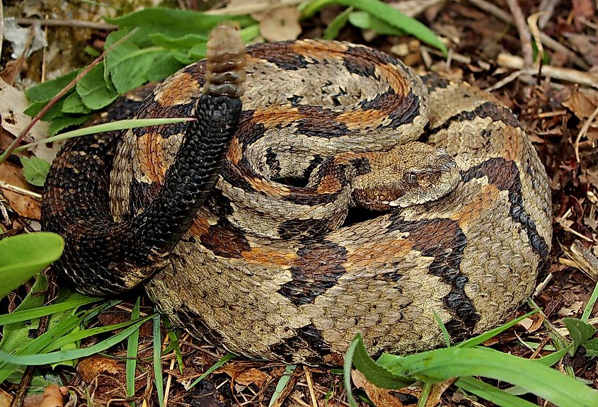 Timber rattlesnake coiled up on the ground. 