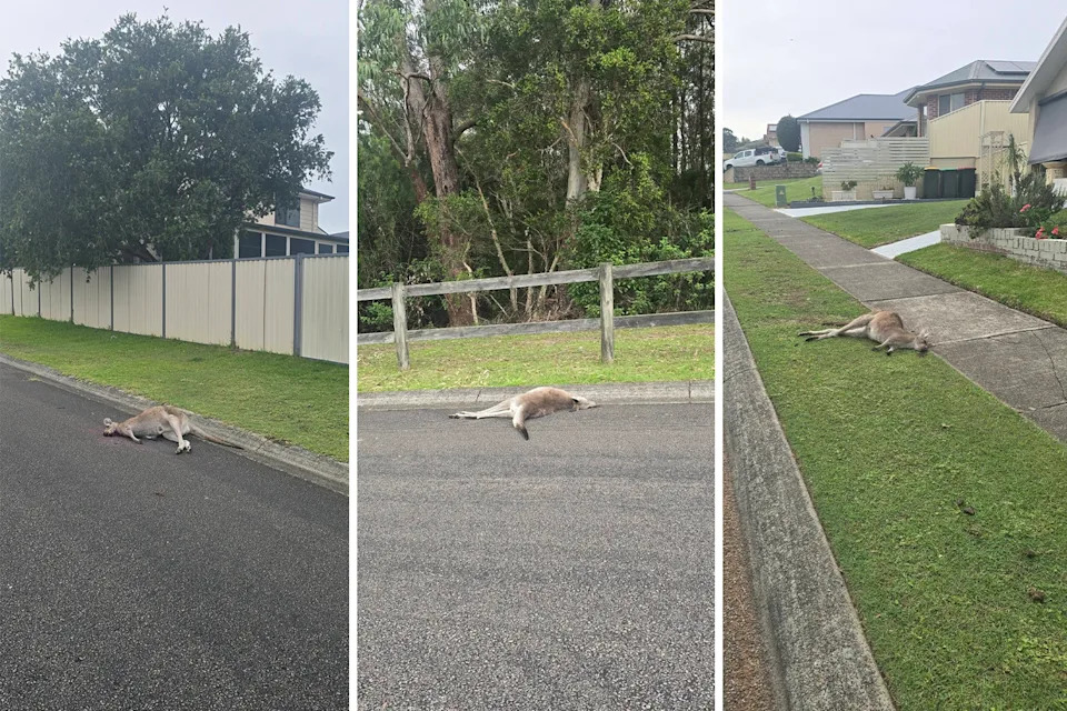 Three pictures from March 17 showing kangaroos lying on the road in Wyee, NSW.