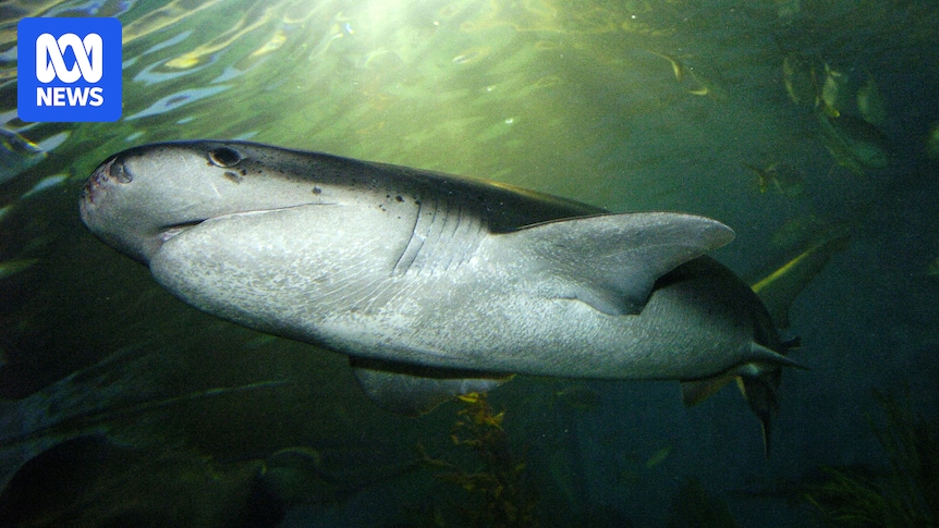 Scientists close to confirming Port Phillip Bay shark breeding location