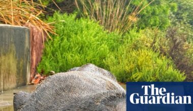 Concerns for ‘declining’ fur seal spotted at Cooks River in inner Sydney | Australia news