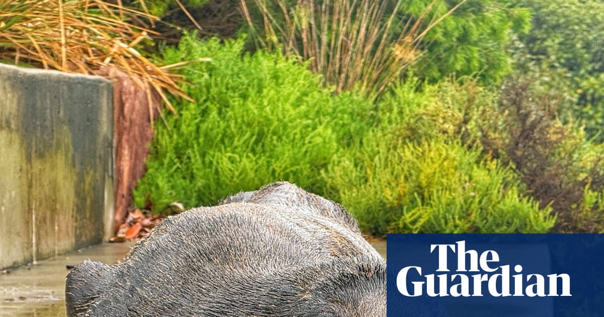 Concerns for ‘declining’ fur seal spotted at Cooks River in inner Sydney | Australia news