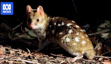 How eastern quolls, once extinct on the mainland, have returned to Victoria