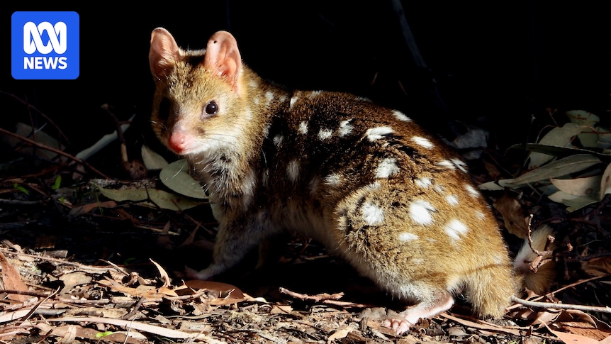 How eastern quolls, once extinct on the mainland, have returned to Victoria
