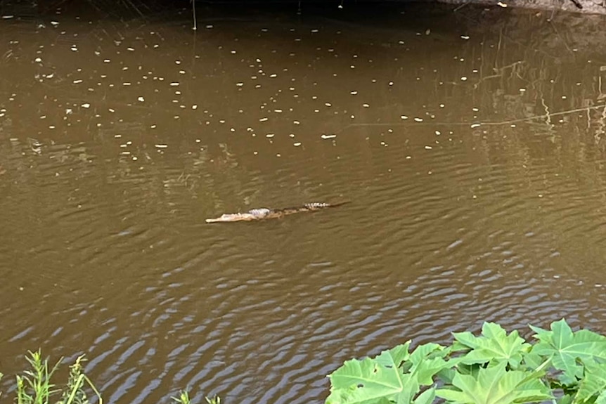A small crocodile swimming in brown water.