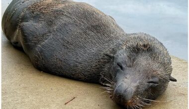 Long-nosed fur seal spotted in Sydney’s urban waterway