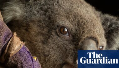 Australian wildlife in ‘harm’s way’ with volunteers left to ‘pick up the pieces’ amid climate crisis, fires and floods | Environmental activism