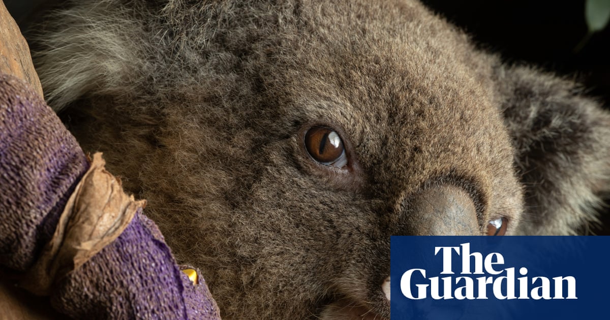 Australian wildlife in ‘harm’s way’ with volunteers left to ‘pick up the pieces’ amid climate crisis, fires and floods | Environmental activism