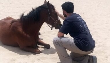Israeli PTSD program uses horses to treat October 7 trauma survivors