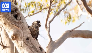 Rebuilding the scorched nesting hollows of endangered Carnaby's black cockatoos