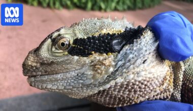 A fungal disease on an iconic Brisbane lizard species has researchers worried
