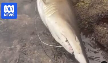 Fisheries authorities investigate video of grey nurse shark caught by fishers at Terrigal Haven