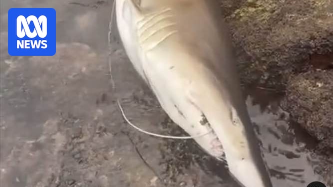 Fisheries authorities investigate video of grey nurse shark caught by fishers at Terrigal Haven