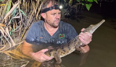 Crocodile found in Australian creek 2,000km from tropical habitat: ‘Thought it was a log’