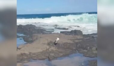 Beachgoer Spots Feathers On Rock — Then Realizes It's A 'Beautiful' Bird In Danger