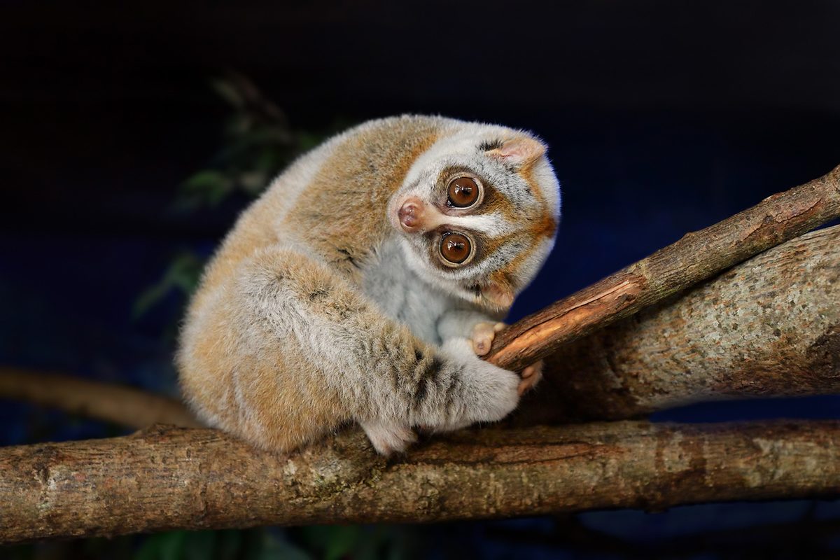Bengal slow loris
