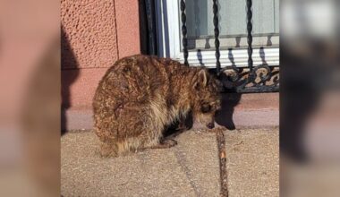 Frostbitten Animal Shivers On City Sidewalk — Then Kind Neighbors Step In