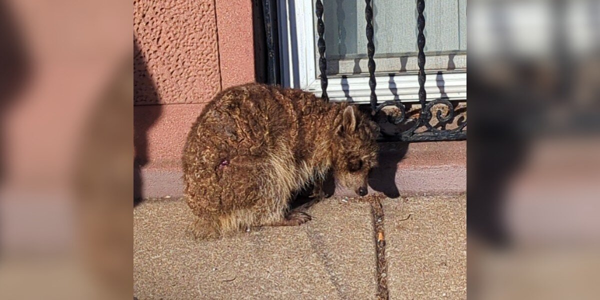 Frostbitten Animal Shivers On City Sidewalk — Then Kind Neighbors Step In