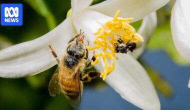 Forever chemicals may threaten European honey bee colonies in Australia