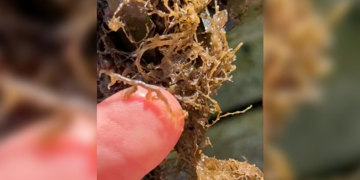 Woman Sees Something Moving On Buoy And A Piece Of 'Seaweed' Crawls On Her Finger