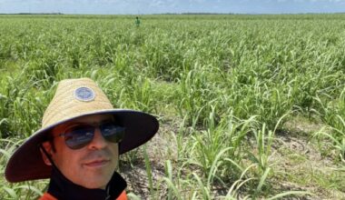 Professor Mostafa Rahimi Azghadi, sugarcane disease researcher, standing in a field of sugarcane