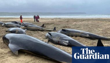 Mass stranding of whales on Scottish beach caused by loyalty to their pod, report finds | Whales