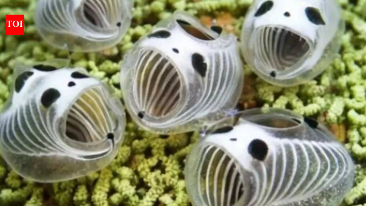 ‘Underwater Panda’ discovered near Japan: Tiny 1-inch translucent marine species found 20 meters deep under sea |